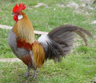 rüyada horoz görmek