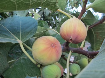 yemiş