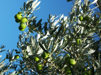 rüyada zeytin ağacı görmek