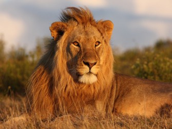 rüyada aslan görmek